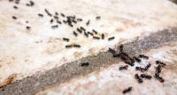  Як позбутися мурах у будинку?