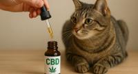  �� CBD-�������� ���� �� ���� ������ �� ����?
