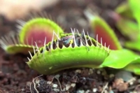  �������-������: ��������� ������ �����