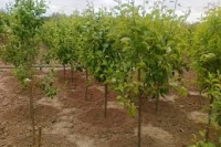  ���� �� �������� �������: ����������� � ������� ����