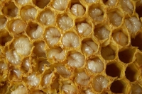  ������� ���������� ���������� �������