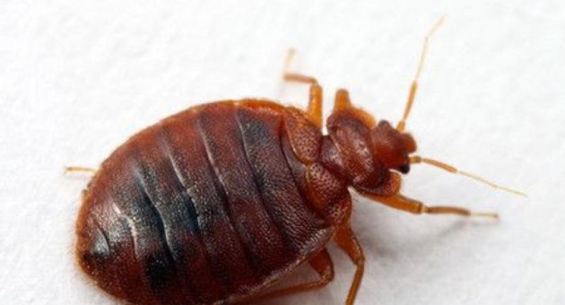  ������������ ����������������� ����������� ������